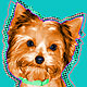 yorkshire terrier art