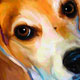 beagle portrait