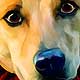 flying dingo art