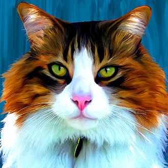 maine coon cat portrait