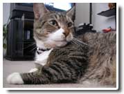 tabby cat photo