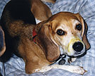 beagle photo