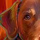 pet portrait