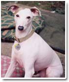 italian greyhound photo