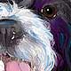 pet portraits