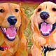dog portraits