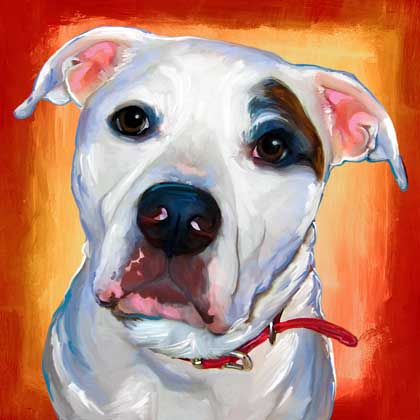 american bulldog portrait