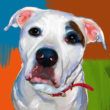 american bulldog