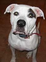 american bulldog photo