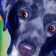 pet portrait lab