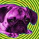 pop art pug portrait