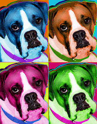 boxer portrait