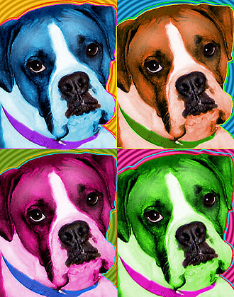 boxer dog portrait