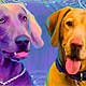 pet portraits