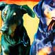 pet portraits