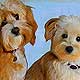 malteepoo art