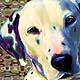 dalmatian_portrait