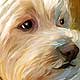 dog portrait
