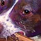 dog pet portrait