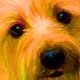 rocky dog portrait