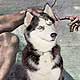 husky dog art