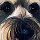 schnauzer portrait