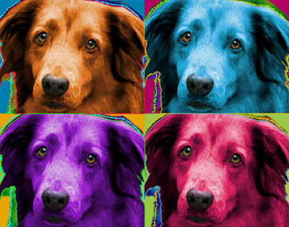 dog portrait