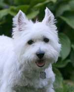 original dog photo