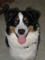 dog photo