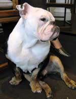 bulldog picture