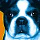 pop art pet portrait