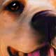 dog painting