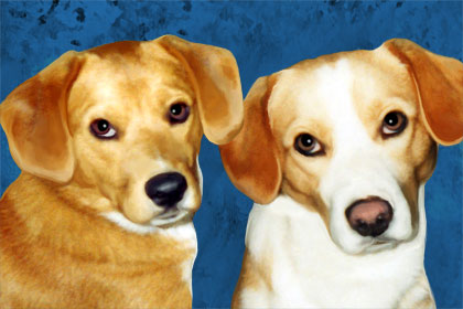 dog portrait