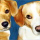 dog portrait