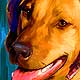 ridgeback