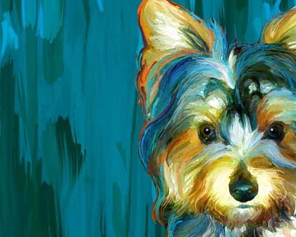 yorksire terrier