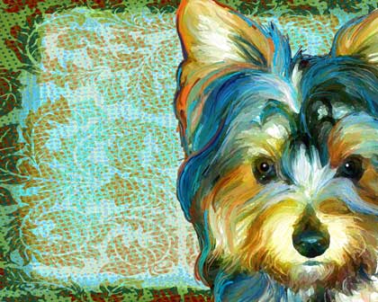 yorkies