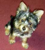 yorkie pic
