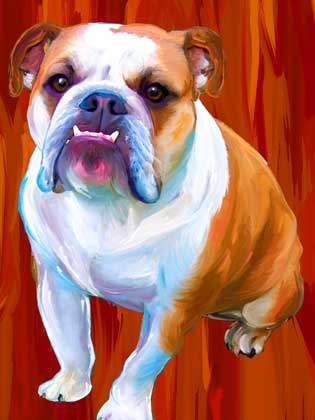 bull dogs