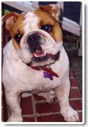 english bulldog photo