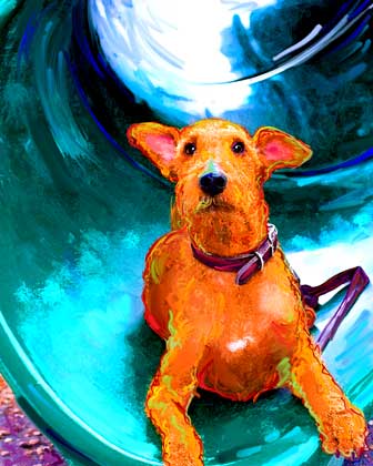 irsih terrier