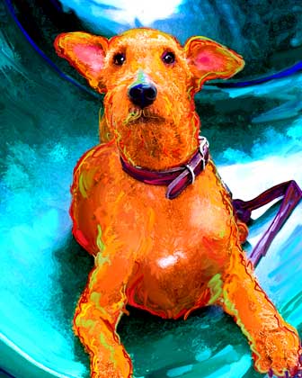 irish terrier