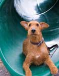 irish terrier photo