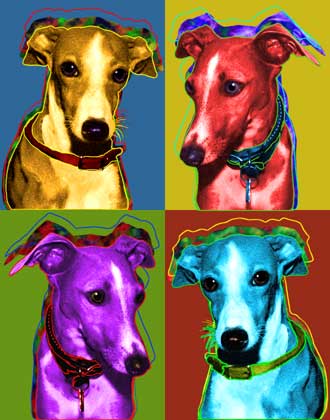 italian greyhounds