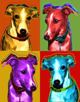 italian greyhounds