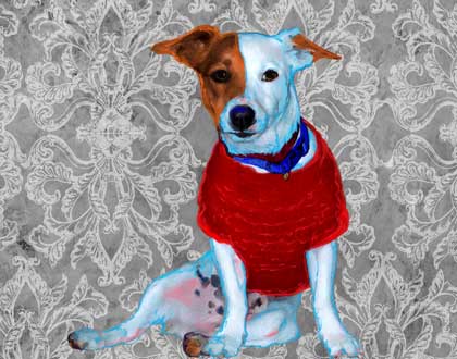 jack russell dog