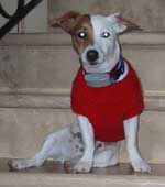 jack russell picture