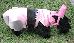 Scottish Terrier Picture