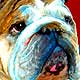custom portrait bulldog