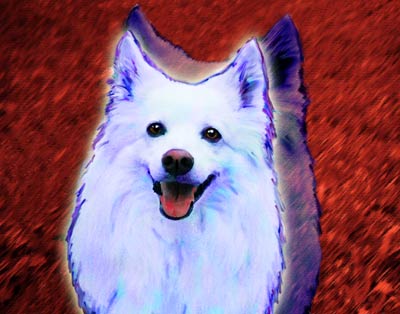 american eskimo pictures